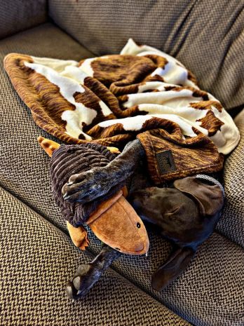 DISC - Tall Tails Cowhide Print Blanket