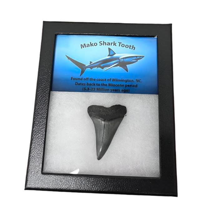 Mako Shark Tooth Collectable Box
