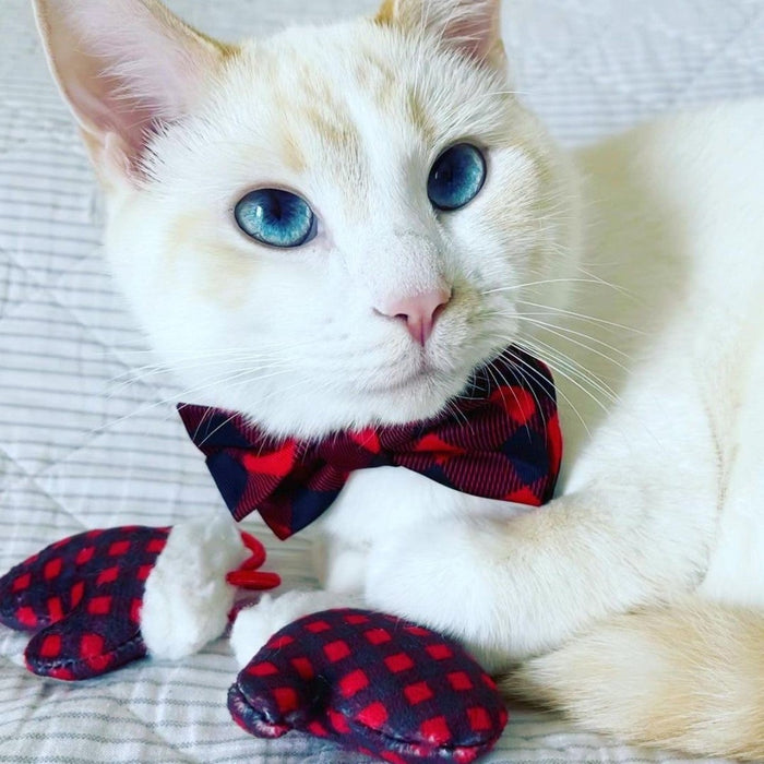 Cat with Mittens for Kittens Cat Toy.