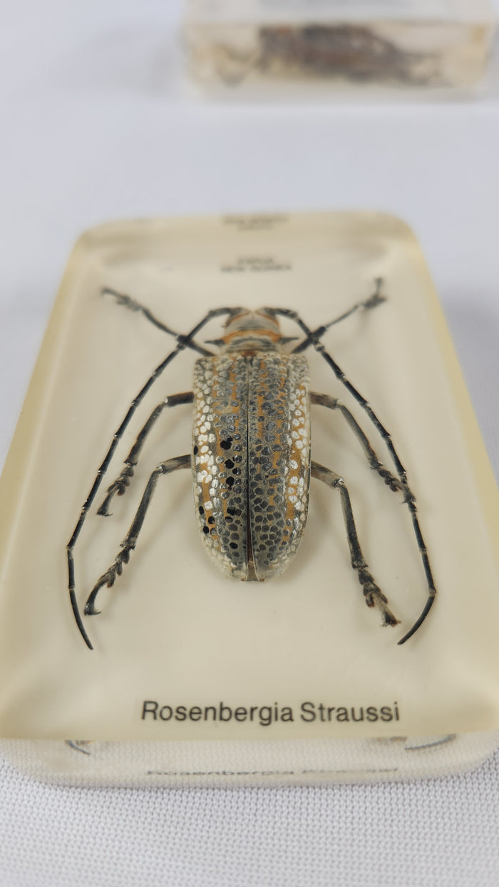 Rosenbergia Strauss Beetle