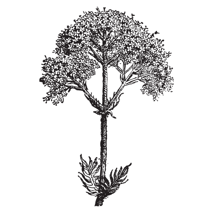 Spirit of Elder: A Herb and Medicine Making Circle