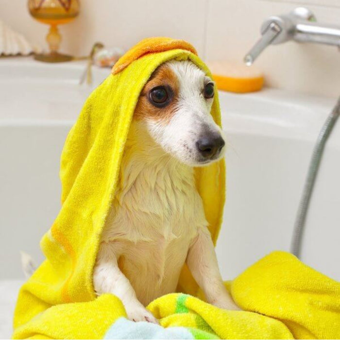 Vet's Best Dog Allergy Itch Relief Shampoo
