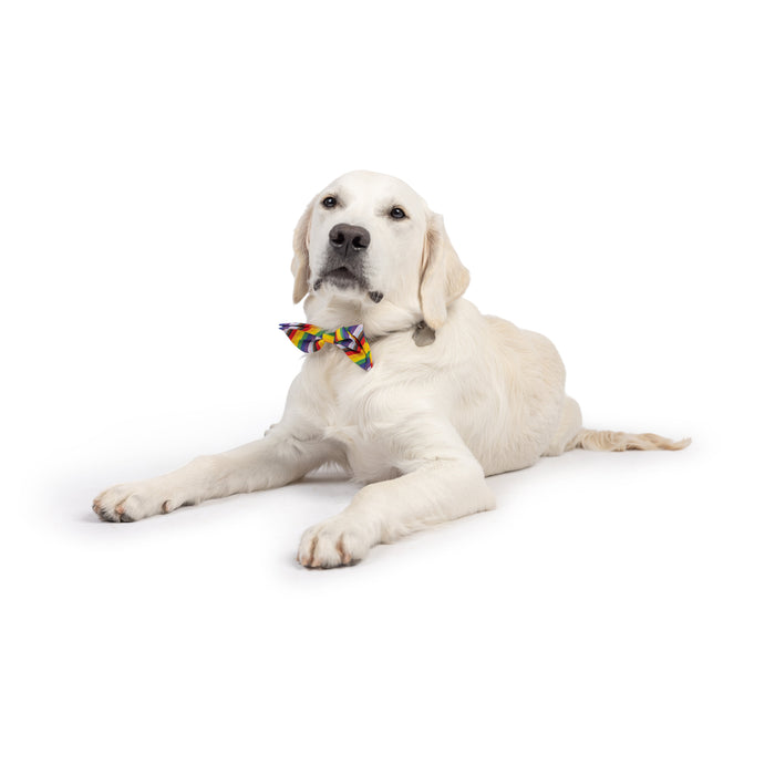 Dog wearing an All Together Bow Tie on a white background.