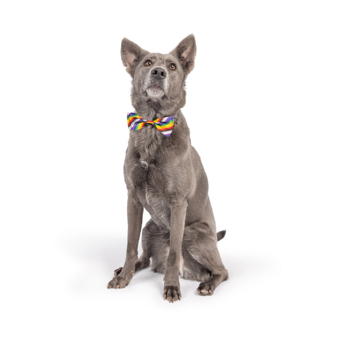 Dog wearing an All Together Bow Tie on a white background.