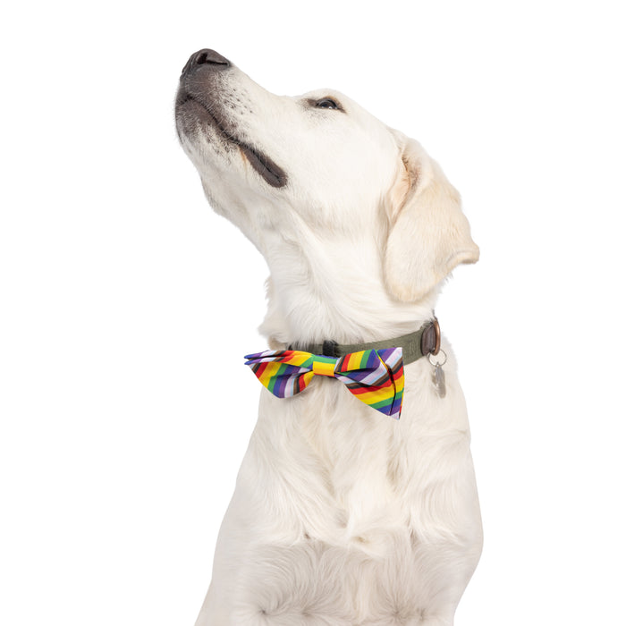Dog wearing an All Together Bow Tie.