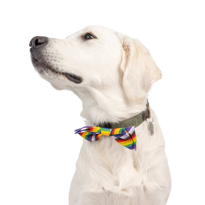 Dog wearing an All Together Bow Tie on a white background.
