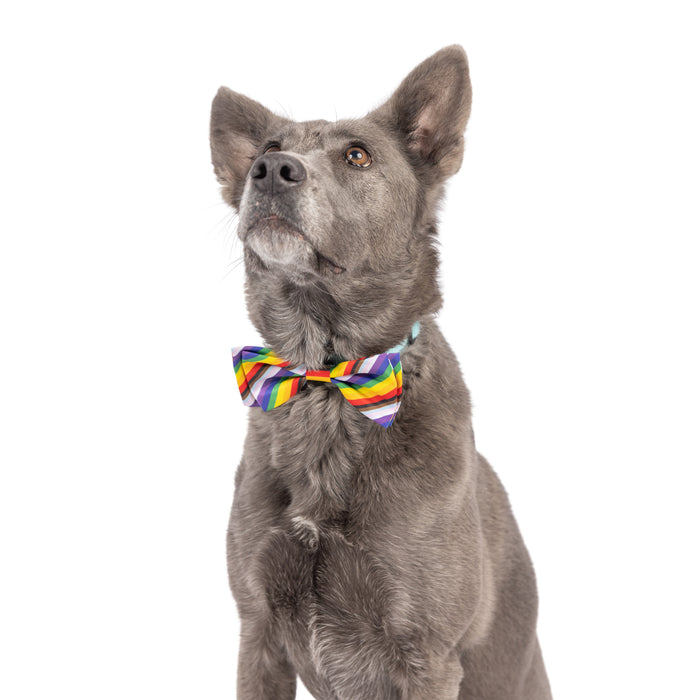 Dog wearing an All Together Bow Tie on a white background.