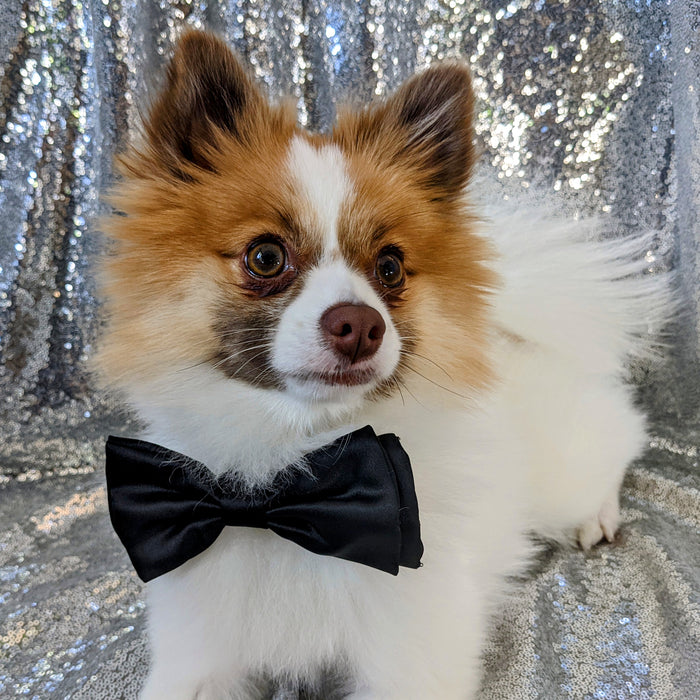 Dog wearing a Black Satin Bow Tie in front of a silver backdrop.