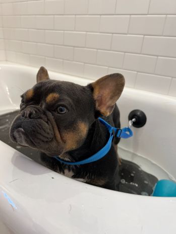 Dog Bath Leash with Suction Cup