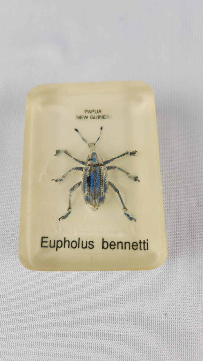 Exotic Beetlle Insect Paperweiight