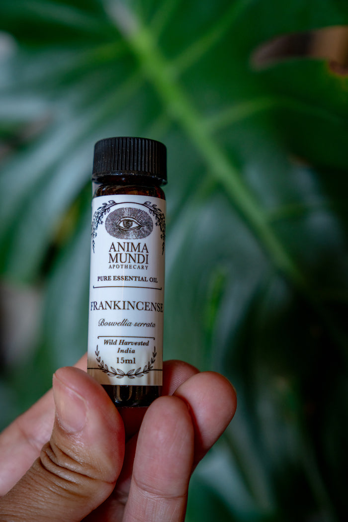 Hand holding a bottle of Anima Mundi Frankincense essential oil against a green leafy background