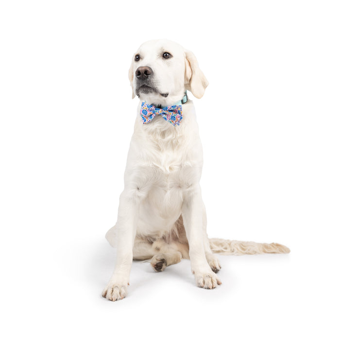 Dog wearing a Happy Got Me Day Bow Tie on a white background.
