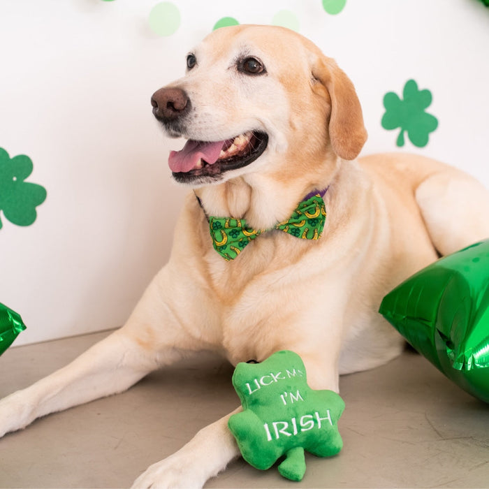 Dog with a green shamrock plush toy featuring Lick Me Shamrock.