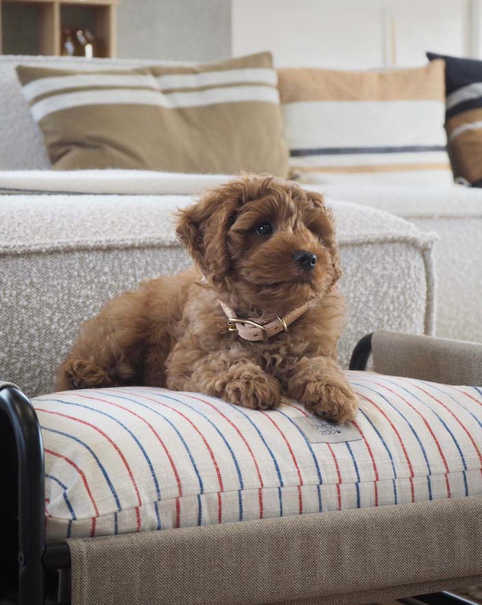 Milo Dog Bed | Small