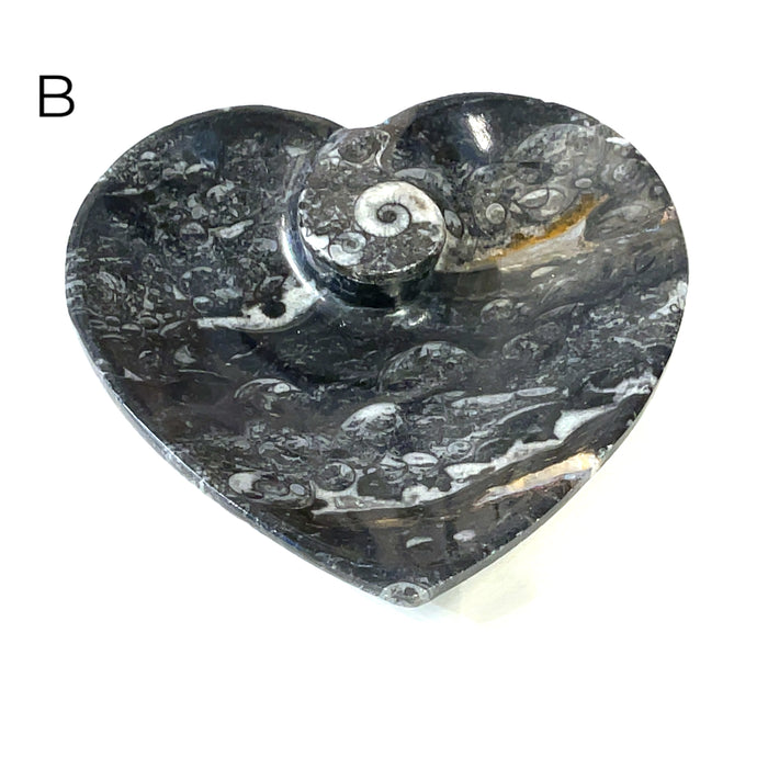 Orthoceras and ammonite fossil Plates