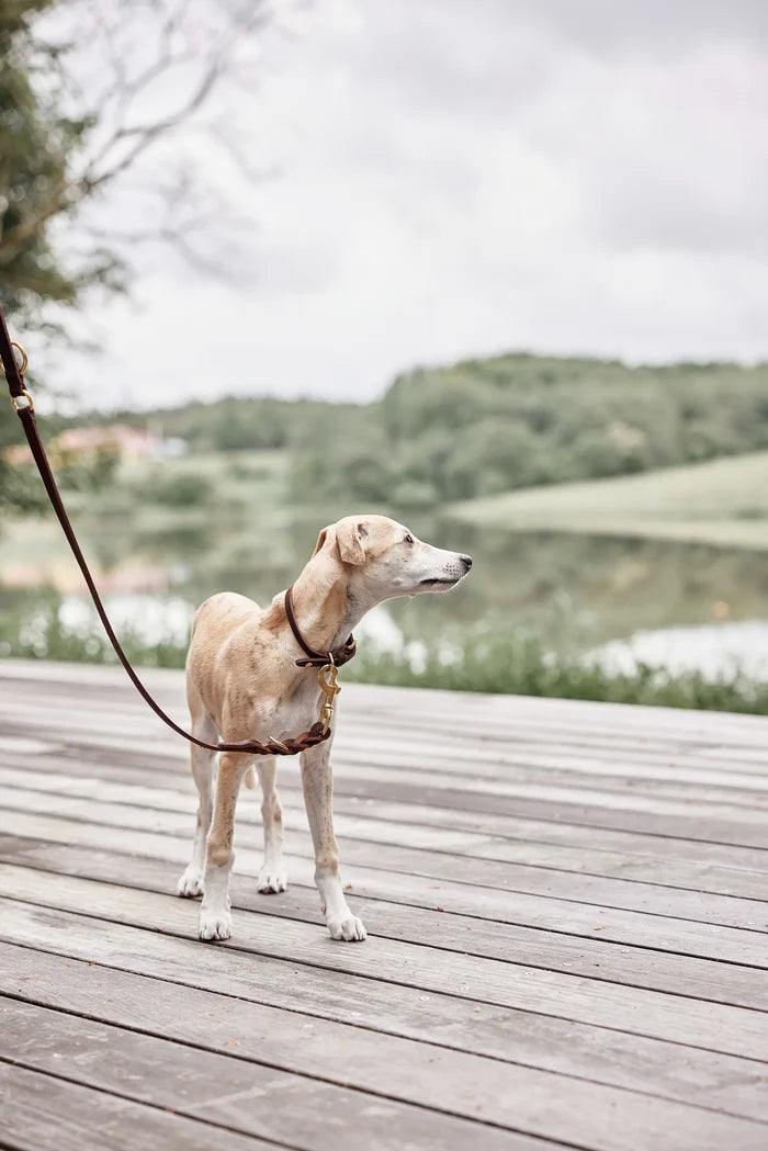 Robin Dog Leash | Choko