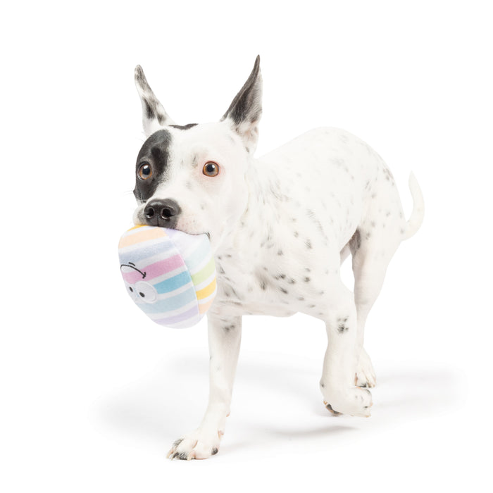Dog with Tiny Tuff Squeaky Eggs 2pk on a white background.