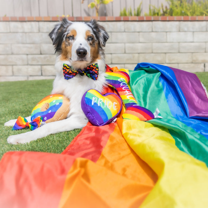 Dog wearing a Unity Bow Tie outdoors.