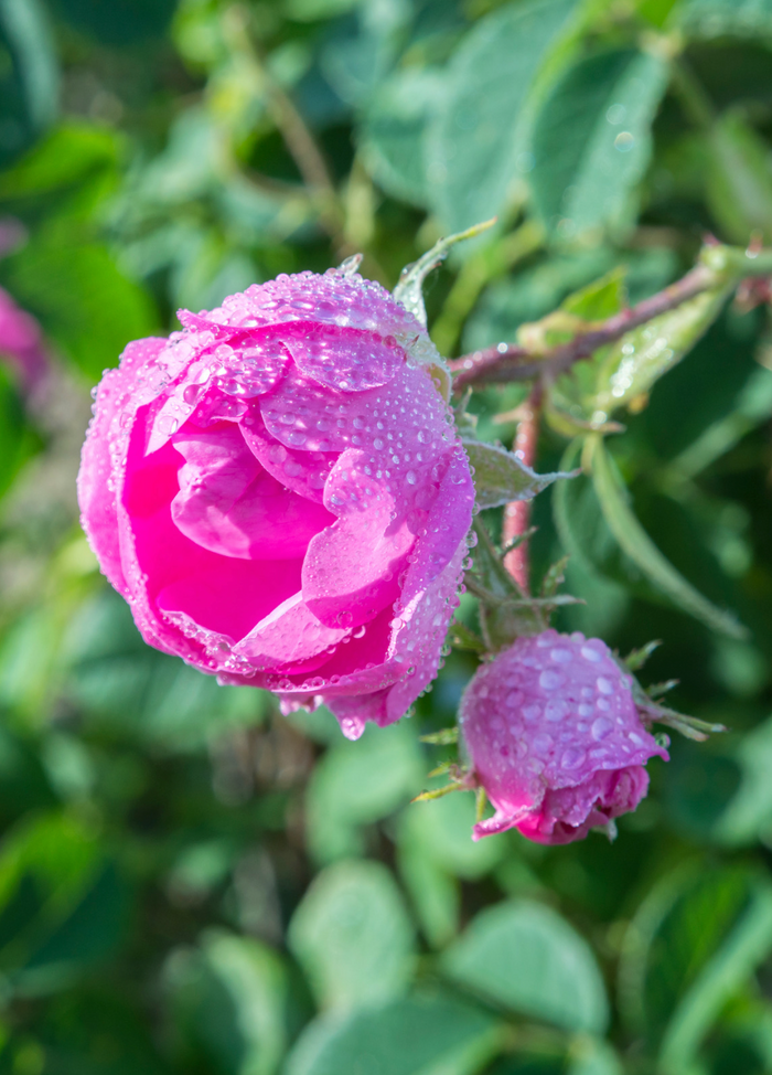 Pink rosebuds with water droplets on a green leafy background
